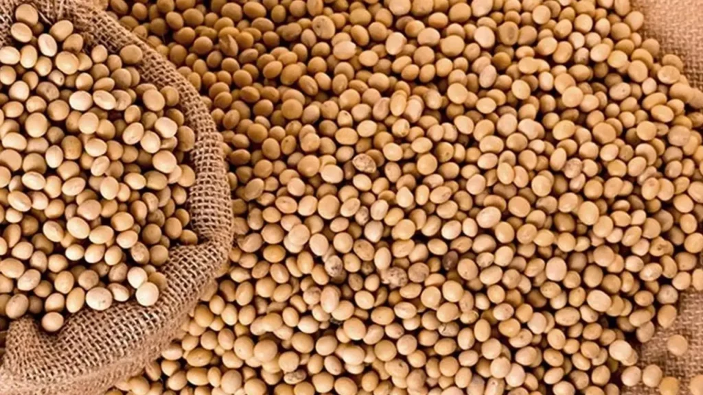 Soybean Industries in Rajasthan